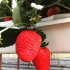دوره آموزشی کاشت توت فرنگی گلخانه ای اختصاصی در تهران انواع توت فرنگی