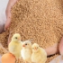 فروش دان مرغ بصورت کلی و جزئی در تهران ارائه کننده دان آماده مرغ گوشتی