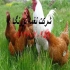 فروش جوجه بومی و محلی اصلاح نژاد شده طیور در تهران فروش جوجه بومی