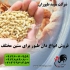 فروش دان مرغ تخم گذار سپید طیوران طیور در تهران فروش دان مرغ تخم
