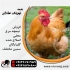 فروش نیمچه مرغ گلپایگان ۳ماهه طیور در تهران فروش نیمچه مرغ گلپایگان
