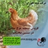 قیمت نیمچه مرغ محلی نیمچه مرغ بومی سه ماهه طیور در تهران قیمت نیمچه