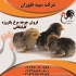 فروش عمده جوجه یک روزه گلپایگانی محلی طیور در تهران فروش عمده جوجه یک