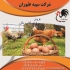 قیمت مرغ جهادی قیمت مرغ تخمگذار رنگی در تهران قیمت مرغ جهادی قیمت مرغ