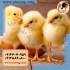 فروش ویژه مرغ گوشتی فروش ویژه جوجه راس در تهران فروش ویژه مرغ گوشتی