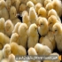 فروش جوجه یک روزه مرغ طیور در تهران فروش جوجه یک روزه مرغ شرکت زرین