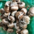 دوره آموزشی کشت زعفران گلخانه ای و فضای باز در تهران سرفصل های دوره 1