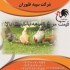 قیمت مرغ ۴ ماه طیور مرغ تخم گذار گلپایگان ۴ ماهه در تهران قیمت مرغ 4