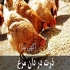 انواع دان مرغ بومی تخمگذار در تهران انواع دان مرغ بومی تخمگذار