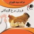 جوجه یک روزه مرغ محلی گلپایگان طیور در تهران جوجه یک روزه مرغ محلی