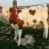 فروش گوساله سیمینتال در همدان فروش گوساله گوشتی و پرواری قیمت گوساله