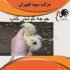 فروش جوجه مرغ گوشتی کاپ یک روزه طیور در تهران فروش جوجه مرغ گوشتی کاپ