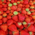 دوره آموزشی کشت توت فرنگی فضای باز گلخانه طبقاتی در تهران دوره آموزشی
