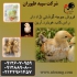 فروش جوجه گوشتی قیمت جوجه گوشتی جوجه یک روزه در تهران فروش جوجه