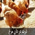 فروش دان مرغ دان بوقلمون طیور در تهران دان مرغ و دان بوقلمون