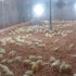فروش جوجه مرغ گوشتی جوجه یک روزه گوشتی طیور در تهران فروش جوجه مرغ