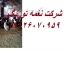 فروش نیمچه مرغ تخم گذار محلی مرغ واکسینه شده در تهران فروش نیمچه مرغ