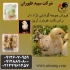 فروش جوجه مرغ گوشتی با کیفیت و سلامت در تهران فروش جوجه مرغ گوشتی
