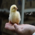جوجه گوشتی با مجوز طیور در تهران فروش انواع نژاد جوجه گوشتی راس 308