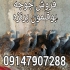 فروش جوجه بوقلمون نیمچه در ارومیه فروش جوجه بوقلمون نیمچه فروش جوجه