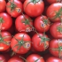 اخذ مجوز گلخانه هیدروپونیک و خاکی با آموزش در تهران دوره آموزشی کشت