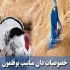 فروش انواع دان طیور / طیور در تهران فروش انواع دان طیور طیور فروش انواع