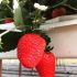 دوره آموزشی کشت توت فرنگی فضای باز گلخانه طبقاتی در تهران دوره آموزشی