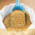 فروش دان مرغ سایر طیور فروش انواع جوجه مرغ در تهران فروش دان مخصوص