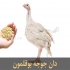 فروش دان مرغ دان بوقلمون طیور در تهران دان مرغ و دان بوقلمون