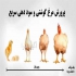 پرورش مرغ گوشتی فروش جوجه گوشتی طیور در تهران پرورش مرغ گوشتی فروش