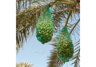 خرید کیسه خرما توری خرما در تهران کیسه یا توری خرما پوششی موثر در عین