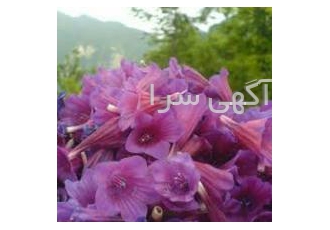 فروش بذر گل کاوزبان درجه یک
