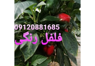 گلخانه فلفل دلمه رنگی گلخانه صادراتی فلفل رنگی
