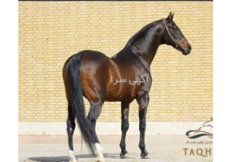 جذب و پذیرش سرمایه گذار و شریک
