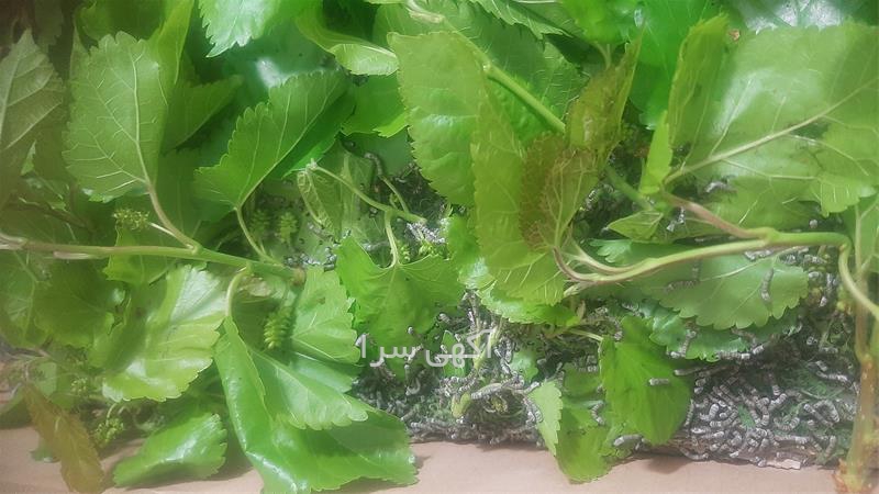 آگهی های خدمات تفریحی - کرج