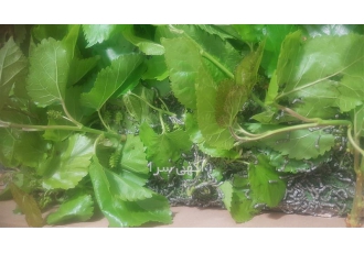 هدایای خاص و آموزشی با کرم ابریشم برای کودکان و عزیزان شما