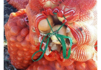 خرید و فروش انواع گونی و توری پیازی عمده در حسن آباد خرید و فروش انواع