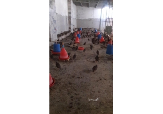 کارگر سالن پرورش پرنده