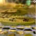 دستگاه سبزی و میوه خشک کن گازی و برقی بهترین انتخاب برای خانه و صنعت در تهران