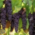 راهنمای جامع قیمت و ویژگی‌های دستگاه خشک کن انگور در یاسوج با توجه