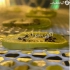 دستگاه سبزی خشک کن و میوه خشک کن گازی آریا تجهیزات در تهران گروه صنعتی