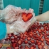 دستگاه خشک کن توت فرنگی خرید میوه خشک کن در سنندج گروه صنعتی زاگرس