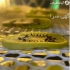 خشک کن میوه ۴۸ سینی گازی صنعتی و خانگی در تهران گروه صنعتی اریا تجهیزات