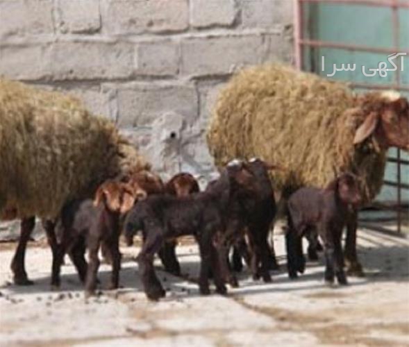 فروش دام کرج