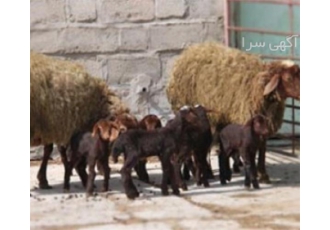 فروش گوسفند زنده ارگانیگ