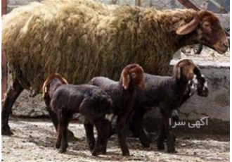 قیمت میش چند قلو زا فروش دام افشاری بهترین نژاد در اصفهان ما با فروش