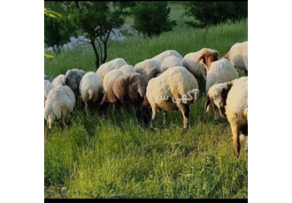 خرید گوسفند زنده ارگانیک با کیفیت عالی در شیراز دامداری حقیقت با افتخار