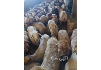 فروش گوسفند زنده بره طلایی در کرج با سلام فروش گوسفند زنده در تمام نقاط