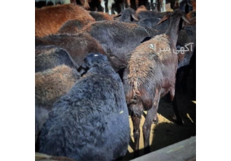 فروش میش و بره - فروش ویژه گوسفندان افشار و شال