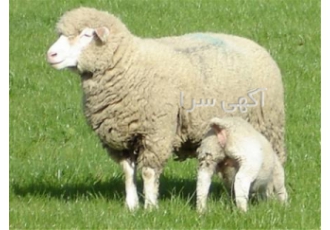 گوسفند پرتولید ایلدوفرانس گوسفند وارداتی در اصفهان محصول جدید شرکت